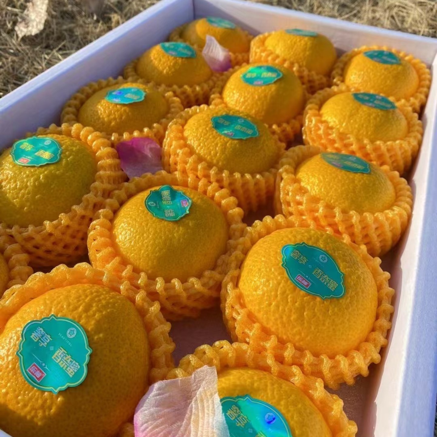 乐柚甜桔柚13-15颗礼盒奢享香奈蜜新鲜水果甜甜柚橙子纯甜顺丰,淘宝优惠券,粉丝福利购,淘宝优惠卷