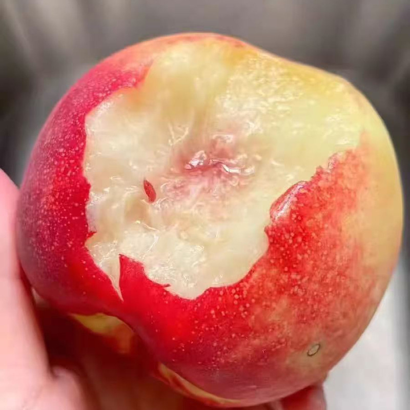 现货空运澳洲进口水蜜桃毛桃新鲜水果桃子公主桃时令新鲜水果桃子,淘宝优惠券,粉丝福利购,淘宝优惠卷