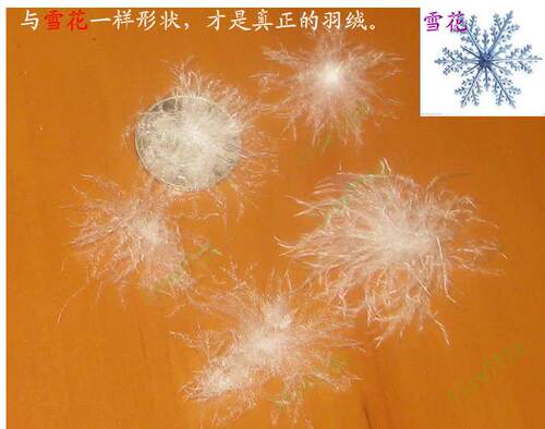 95 白鹅绒 散装羽绒 吊吊绒 大朵绒 国标 羽绒服 被 原料 填充物 - 图1