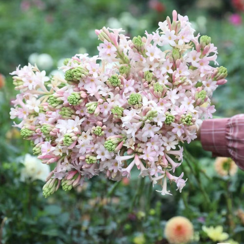 晚香玉种球夜来香花苗浓香型多年生植物室内外庭院四季易种活花卉 - 图1