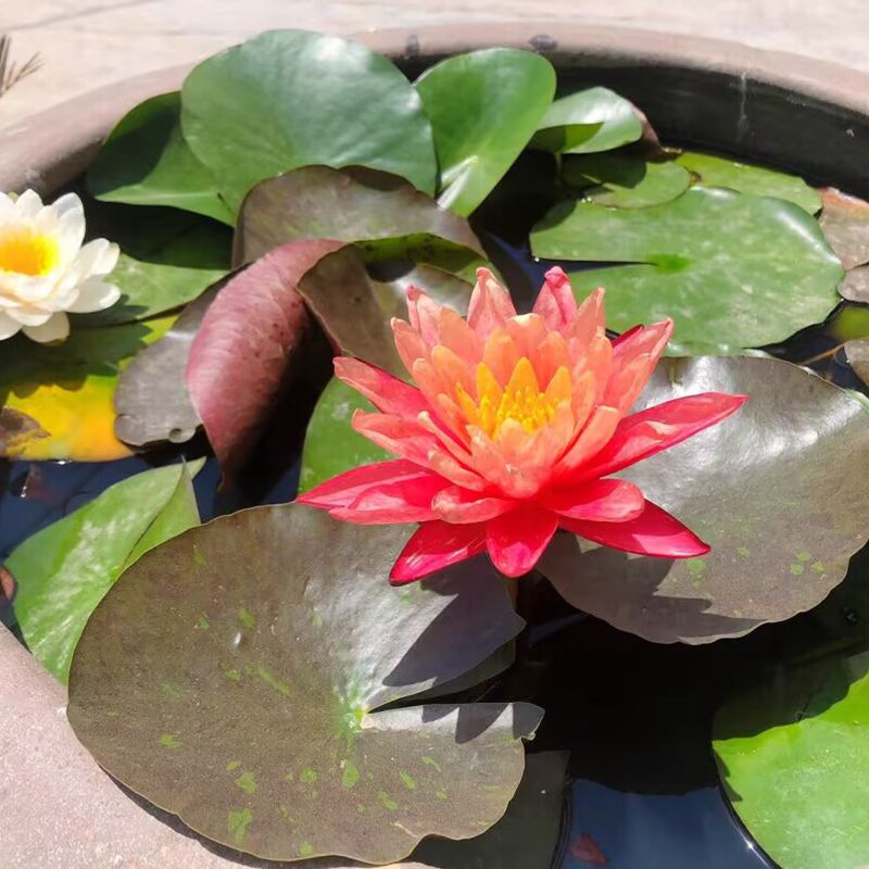 睡莲水培植物四季水养荷花水莲花盆栽花卉水池塘大睡莲根块带花苞