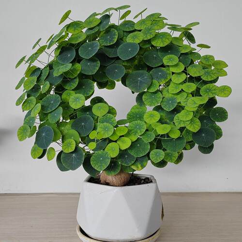红藤山乌龟盆栽金不换植物桌面爬藤绿植水培多肉圆叶山乌龟带芽发 - 图2
