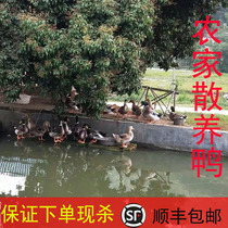 Earth Duck Countryside Loose Water Duck Authentic Old Duck Fresh And Now Kill Flower Duck Green Head Duck Green Head Duck