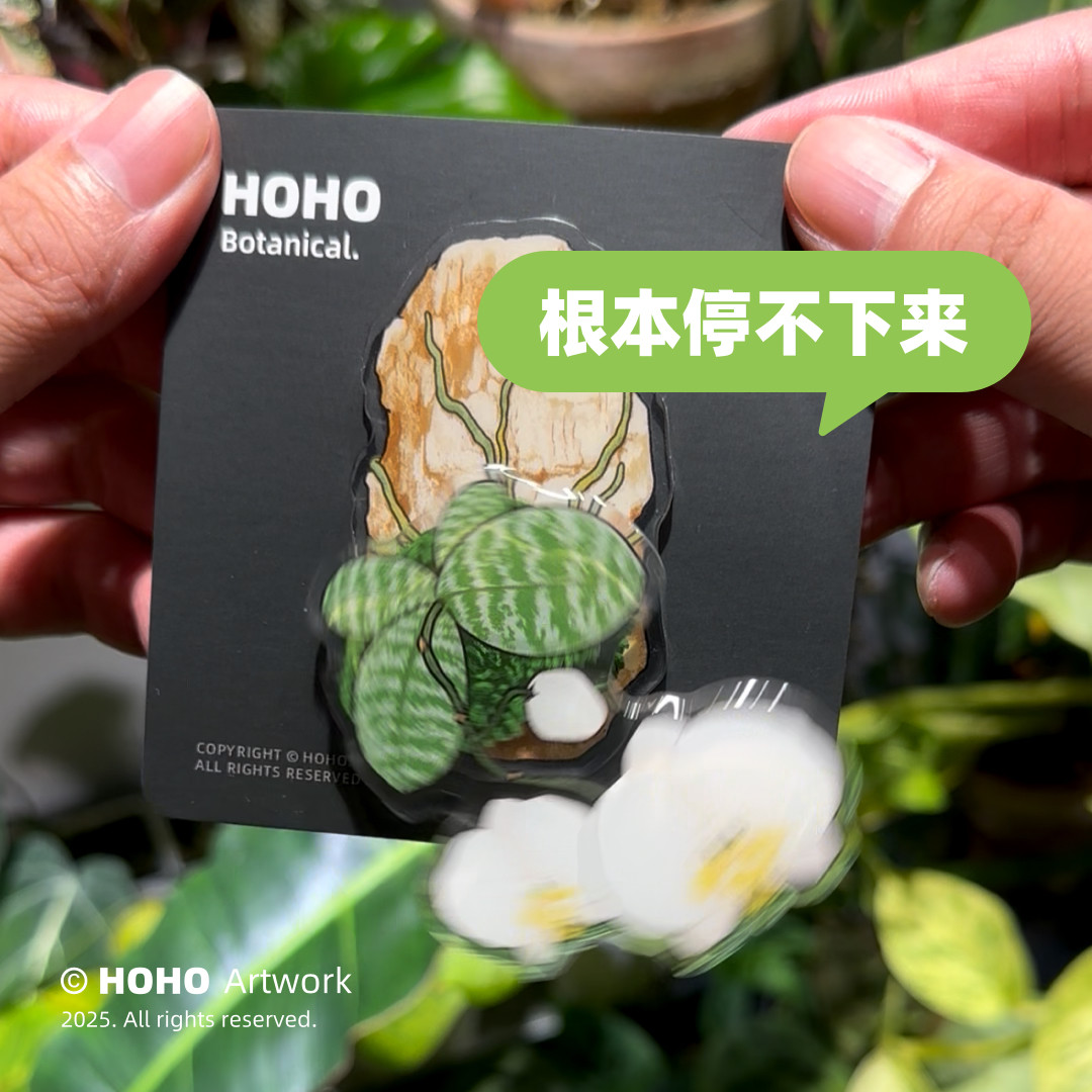HOHO原创·蝴蝶兰冰箱贴热带绿植磁吸冰箱贴亚克力花卉家居磁贴,淘宝优惠券,粉丝福利购,淘宝优惠卷