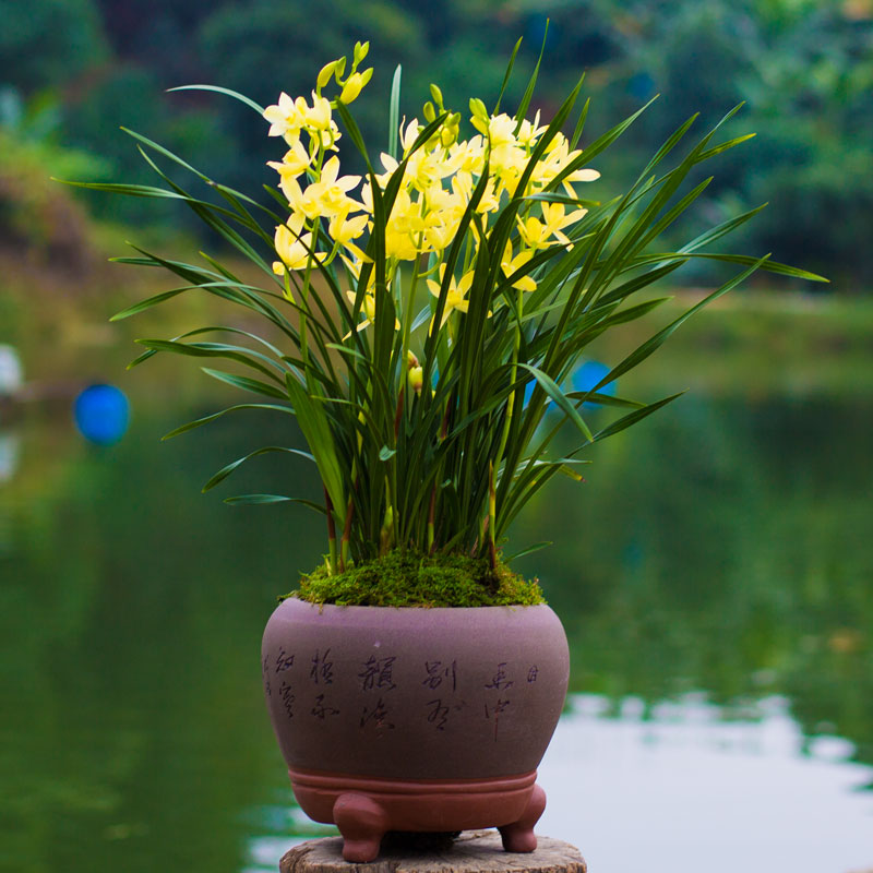 【建兰玉兰】兰花苗四季兰名贵盆栽花卉植物室内不带花苞浓香型-图0