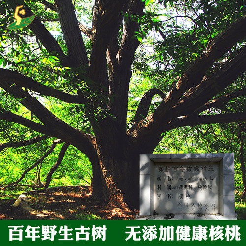 【5斤大果】拉乌核桃云南老树野生山核桃薄壳纸皮无漂白原味坚果 - 图2