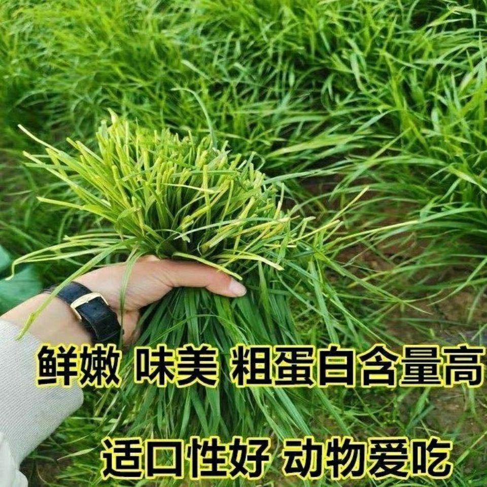 耐寒冬牧70黑麦草子种牧草种籽再生喂养鸡鸭鹅猪牛羊鱼草种子四季 - 图2