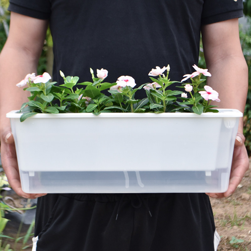 窄盆草莓专用盆阳台种菜神器家用透明种植盆长方形懒人自吸水盆,淘宝优惠券,粉丝福利购,淘宝优惠卷