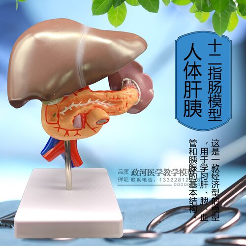 肝脏模型肝脏教具 医学用肝解刨模型 胰 脾 十二指肠胰腺结构模型 - 图0