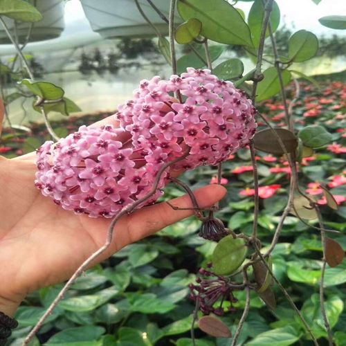四季球兰带花大苗当年开花卉室内外爬藤大苗攀援植物盆栽吊兰包邮 - 图0