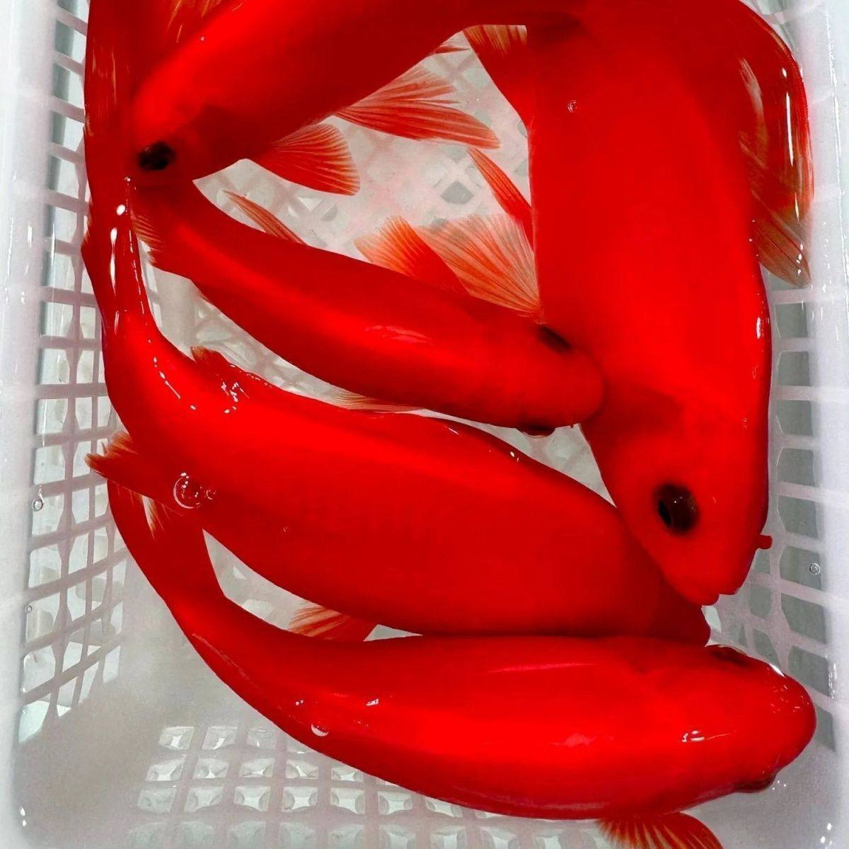 冷水鹦鹉鱼冷水观赏鱼血红好养耐活草金鱼黑眼葡萄眼练手鱼耐寒冷,淘宝优惠券,粉丝福利购,淘宝优惠卷