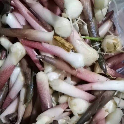 包邮湖北恩施利川特产高山野生蔬菜新鲜阳荷阳藿茗荷阳荷笋子 - 图0