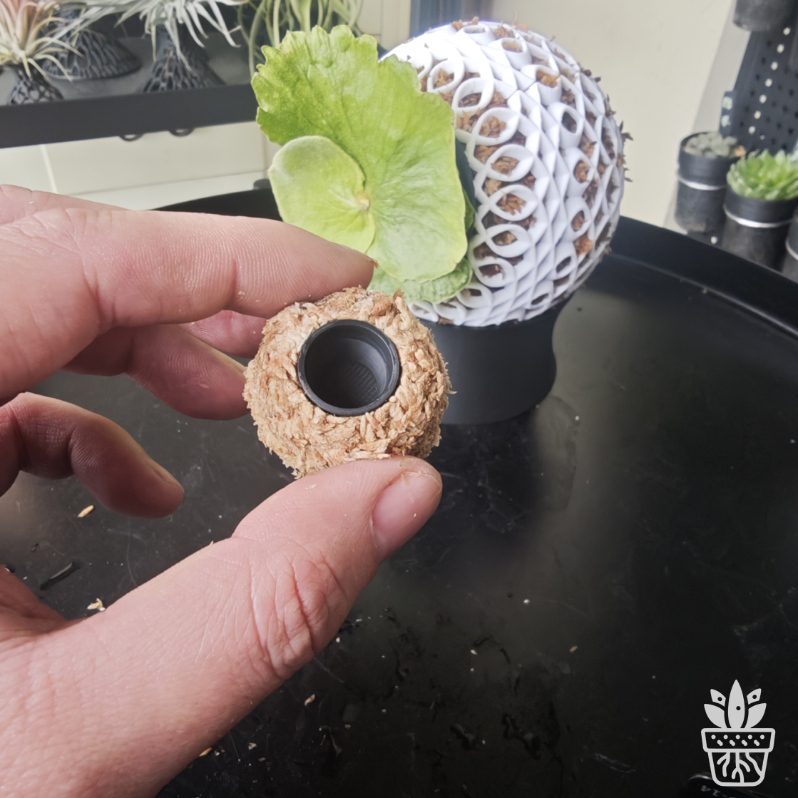 鹿角蕨水苔球上板模具上板神器毛毛虫挂板模具 附生植物 南美兰,淘宝优惠券,粉丝福利购,淘宝优惠卷