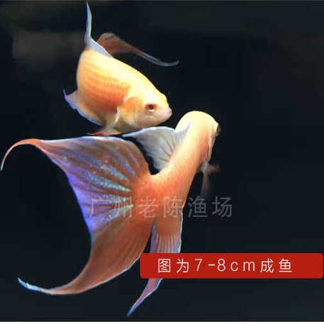 全橘红红中国斗鱼火焰普叉小型淡水冷水鱼观赏鱼活体活鱼精品 - 图1