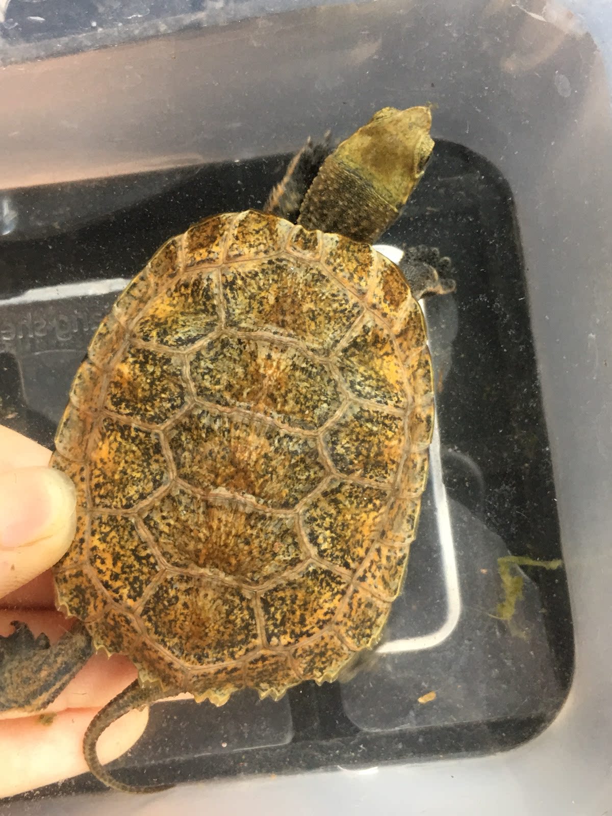 日本石龟 欧泽 剃刀蛋龟 麝香黄泽龟宠物活体包开食包邮包风险