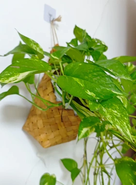 编织花篮挂墙壁挂式木质绿萝挂篮竹篮阳台绿植吊篮挂盆花盆