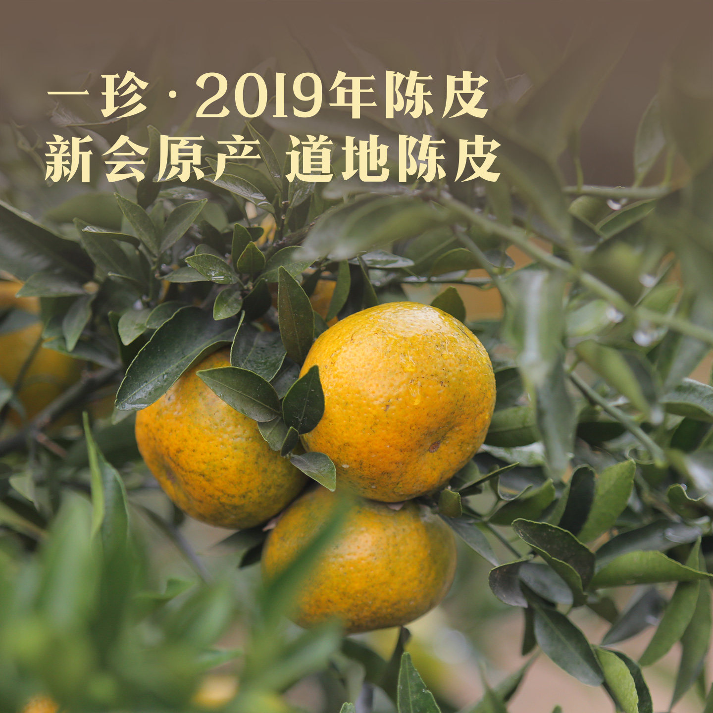 八马茶业新品人参陈皮白茶寿眉调味茶2019年原料调味茶礼盒装正品,淘宝优惠券,粉丝福利购,淘宝优惠卷
