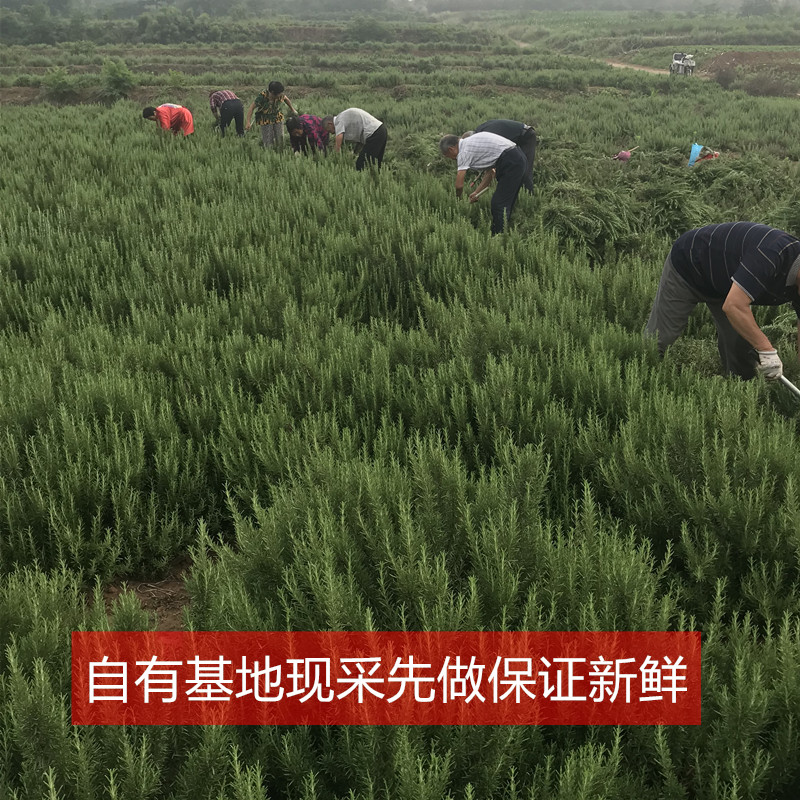 新鲜马鞭草酮迷迭香枝条做精油纯露用迷失香煮水用控油做马迷纯露-图2