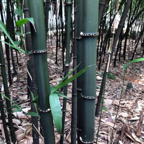 四方竹苗食用冬笋苗耐寒植物大竹笋子苗好养盆地栽绿化造型庭院 - 图2