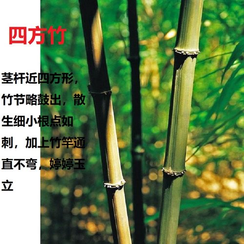 四方竹苗食用冬笋苗耐寒植物大竹笋子苗好养盆地栽绿化造型庭院 - 图0
