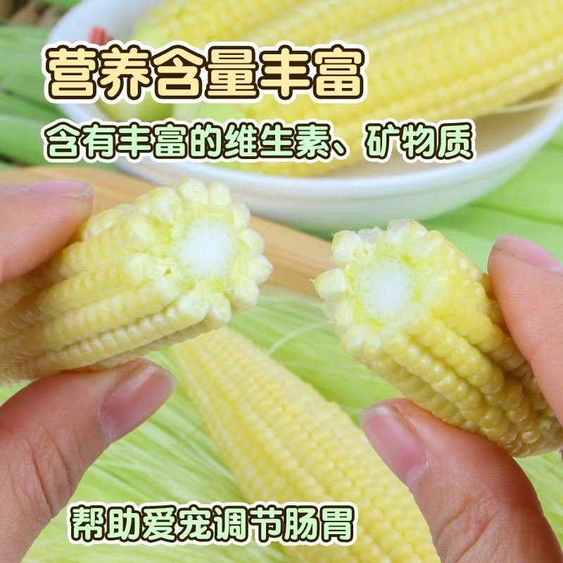 仓鼠新鲜玉米笋金丝熊专用迷你小玉米芯补充维生素豚鼠兔子食物,淘宝优惠券,粉丝福利购,淘宝优惠卷