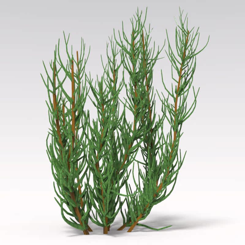 Z4:maya、max模型，3D模型树，梭梭树，fbx,obj格式 - 图0
