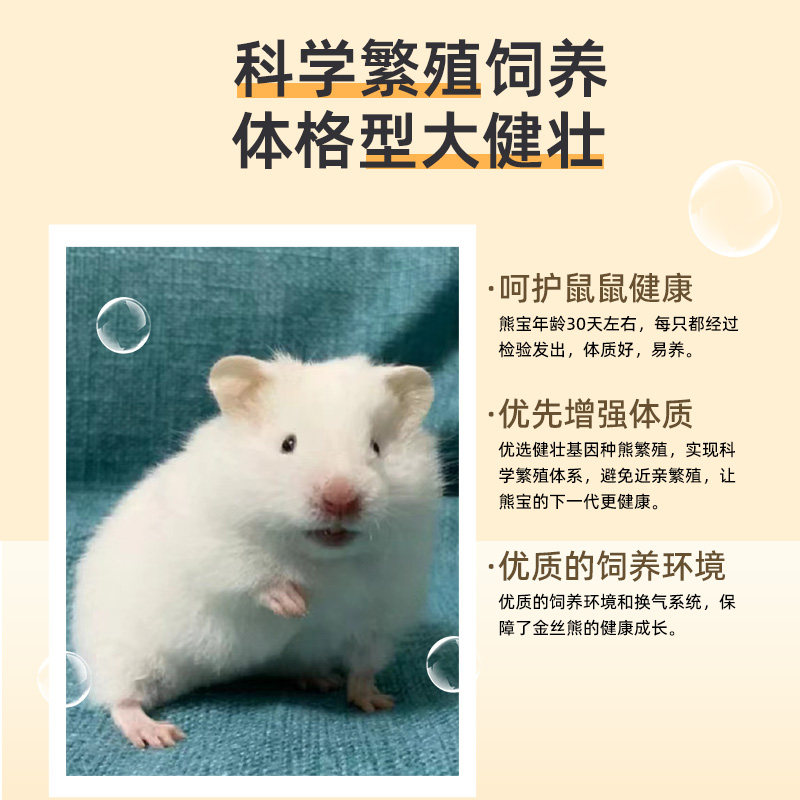 家养白熊白色短毛长毛卷毛金丝熊活物大体型超大纯白宠物仓鼠活体,淘宝优惠券,粉丝福利购,淘宝优惠卷