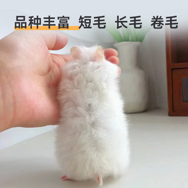 家养白熊白色短毛长毛卷毛金丝熊活物大体型超大纯白宠物仓鼠活体,淘宝优惠券,粉丝福利购,淘宝优惠卷