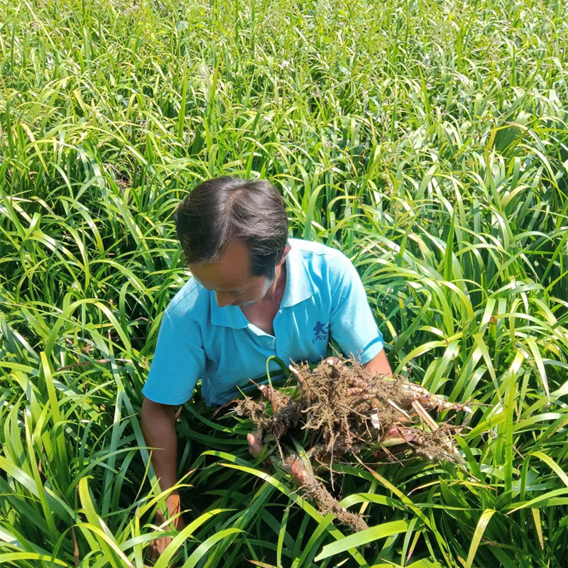 贵州新鲜五香草三奈茴香菖蒲山奈随手香去腥提香牛羊肉火锅调味料 - 图1