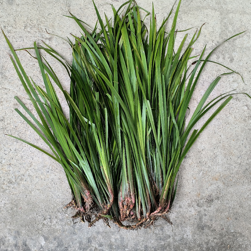 贵州新鲜五香草三奈茴香菖蒲山奈随手香去腥提香牛羊肉火锅调味料 - 图3