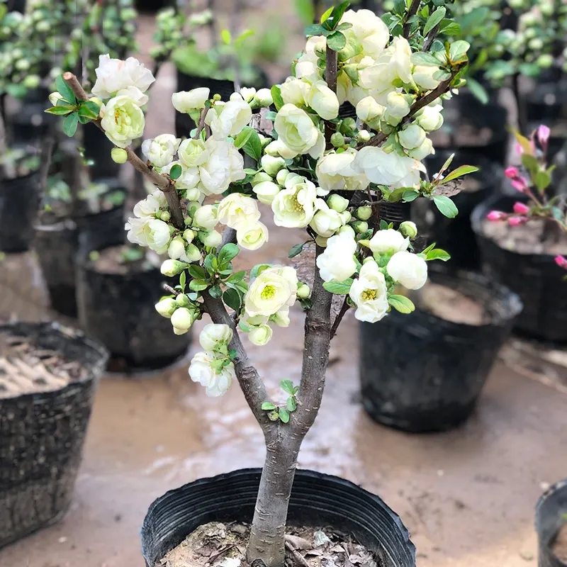 海棠花盆栽四季开花长寿花卉植物带花苞多色盆景室内阳台耐旱热销