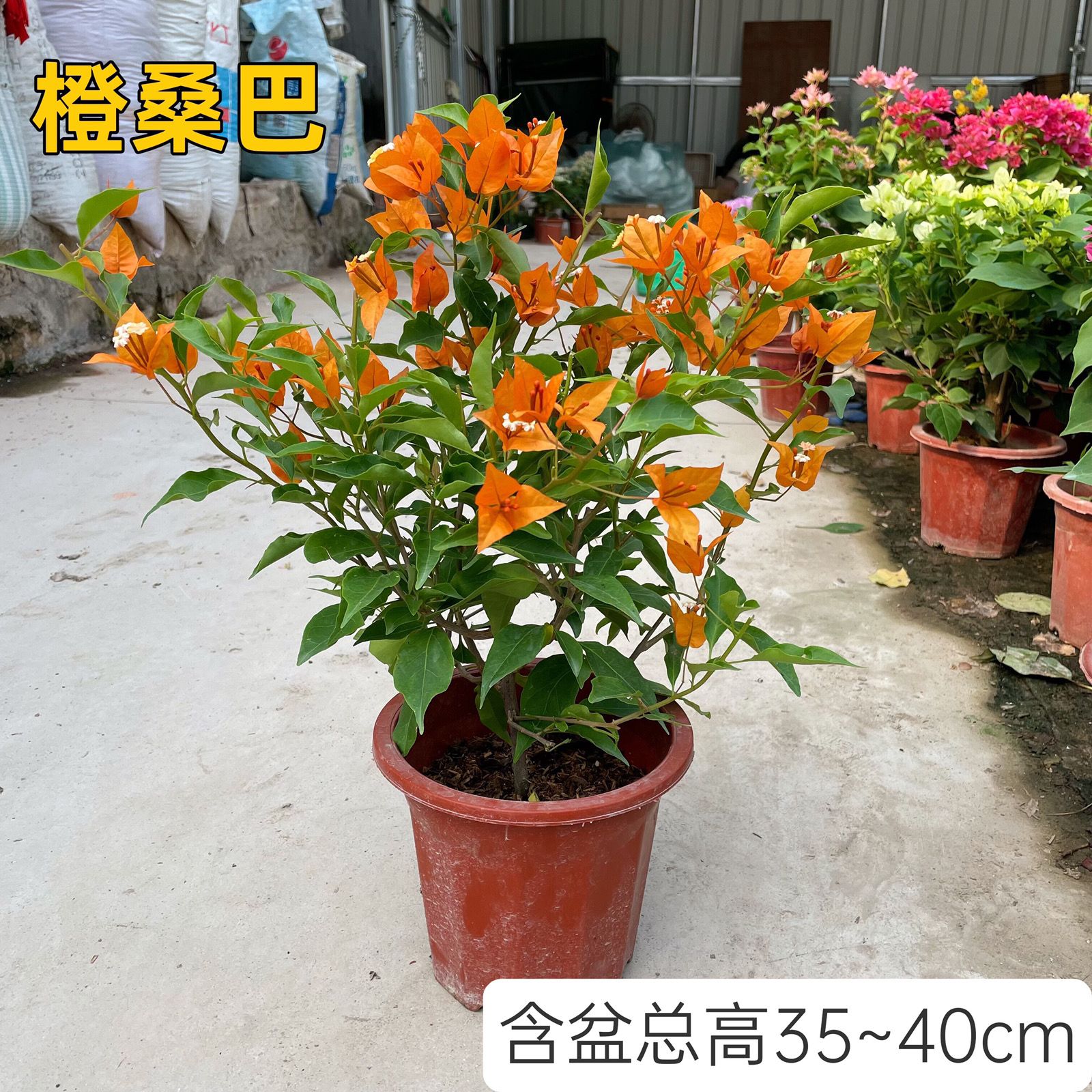 【基地】三角梅四季开花 绿樱 漳红樱 盆栽带花发货重瓣 诚轩花木 - 图2