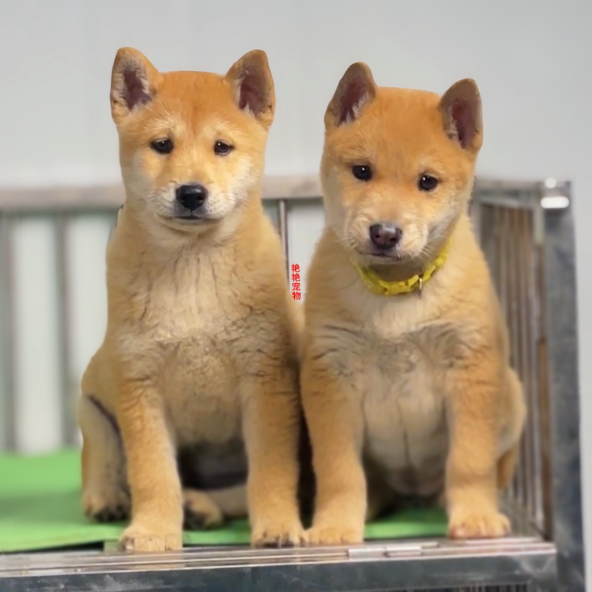 纯种广西田园犬小五黑家养聪明土狗红幼犬宠物狗柴犬黄狗白面活体-图2