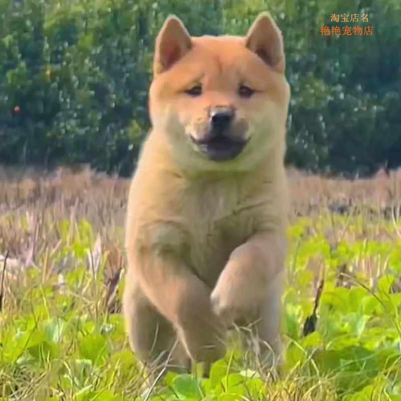 中华田园犬家养幼犬土狗虎斑犬混血狗大黄狗纯黑小白狗体活体狗崽-图1