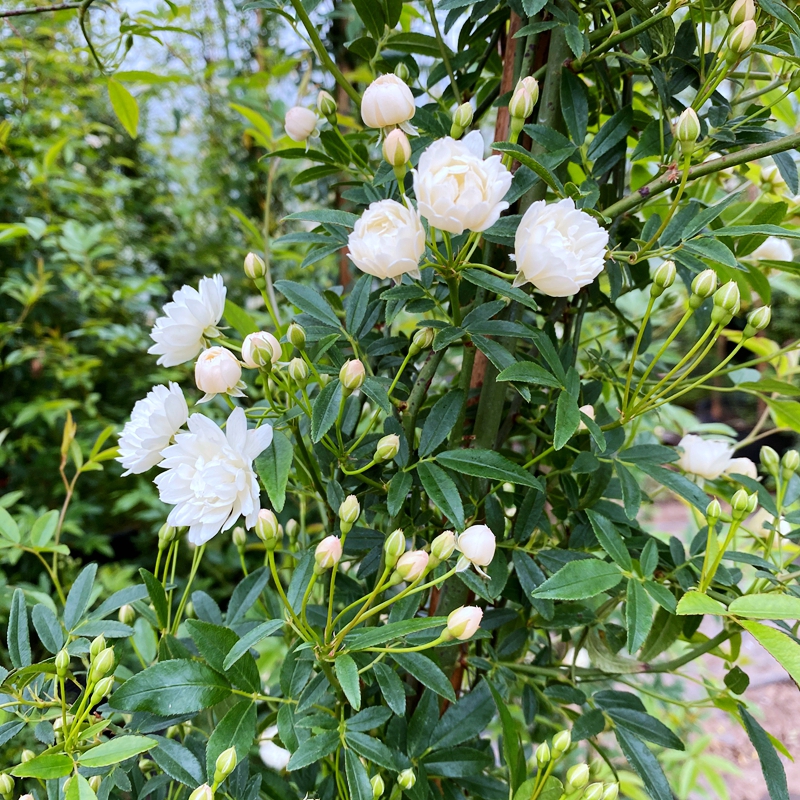 木香花苗四季开花红黄木香藤本爬藤植物白木香树苗重瓣庭院盆栽墙-图1