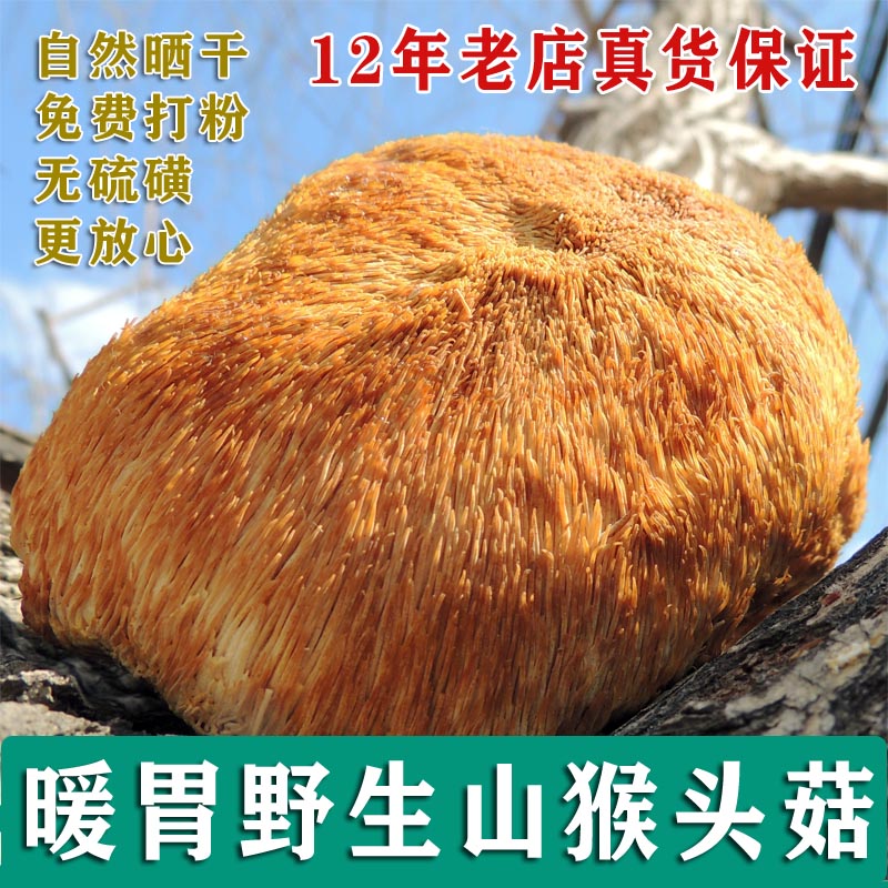 2023新货大颗天然精选6颗250g 东北大兴安岭野生猴头菇养胃打粉 - 图0