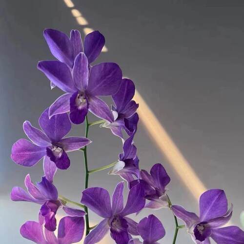 秋石斛 贵妃 石斛盆栽洋兰花卉办公室阳台绿植网红石斛兰花苗 - 图0