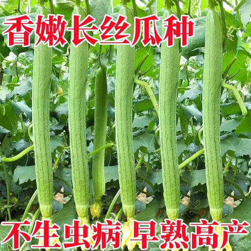 荷兰明珠绿长丝瓜种子耐热抗寒寿光蔬菜种籽春秋冬四季播阳台种孑 - 图2
