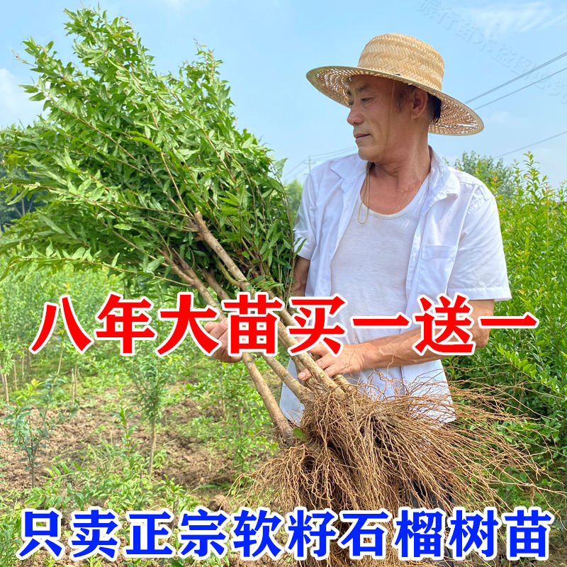 【带土发货】石榴树苗突尼斯软籽优质新品种大果阳台盆栽庭院地栽 - 图0