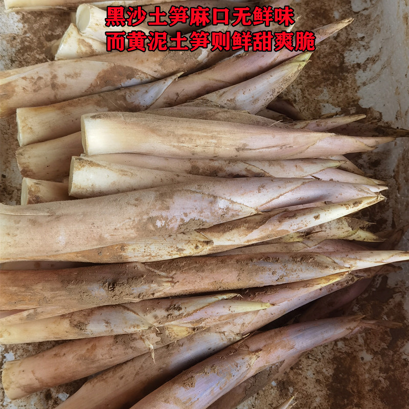 新鲜笋鞭笋时令蔬菜酒店特色食材夏笋绿笋边笋马蹄笋雷笋小竹笋尖_虎窝淘