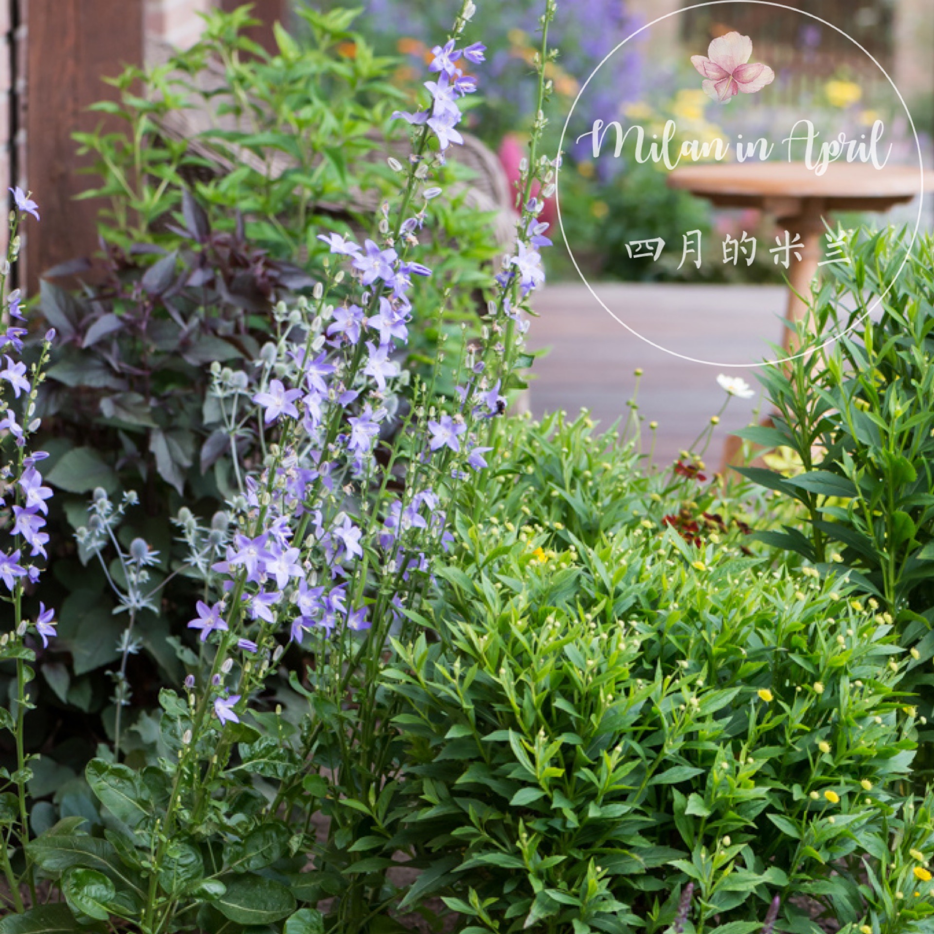 巨型塔状风铃草花多年生爆花推耐寒四季开花盆栽岩石花园地被花苗 - 图2