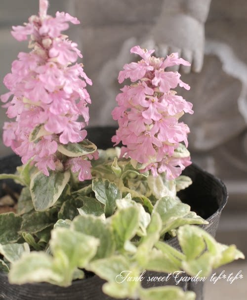 筋骨草彩叶花叶套餐地被植物耐极寒耐热多年生宿根花园草坪耐荫全 四月的米兰 淘优券