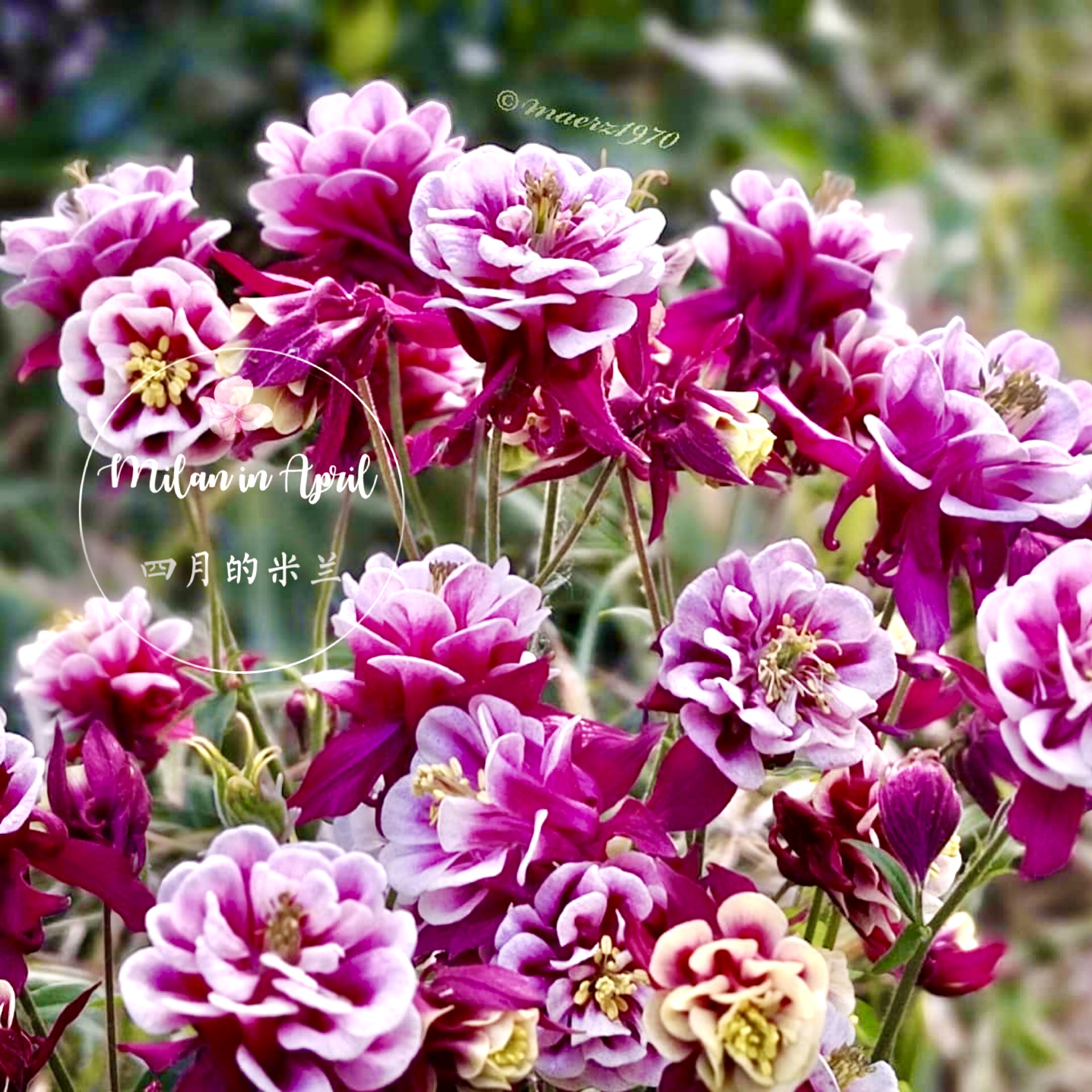 大花耧斗菜花苗重瓣闪烁白红花盆栽花苗发货庭院花镜阳台花卉植物 - 图0