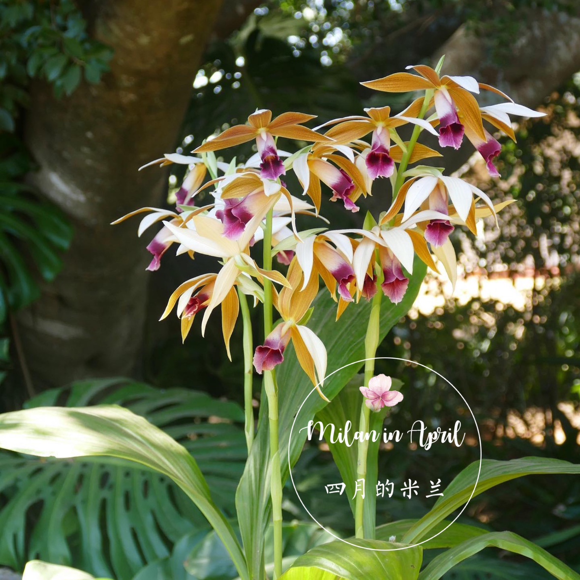 鹤顶兰室内阳台盆栽观花卉兰花千鹤兰开花多好看花期春末夏初-图1