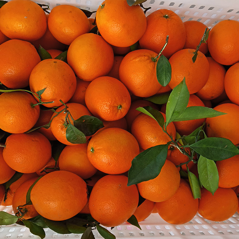正宗赣南脐橙当季果园现摘现发江西赣州新鲜水果橙子20斤榨汁甜橙,淘宝优惠券,粉丝福利购,淘宝优惠卷