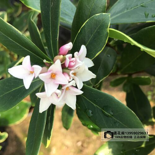 金边瑞香盆栽老桩耐寒植物浓香型大苗带花苞室内观花净化空气花卉 - 图0