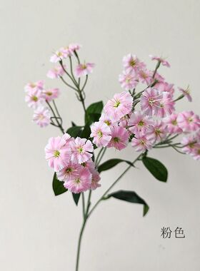 靓娟石竹花中国配花枝粉娟1