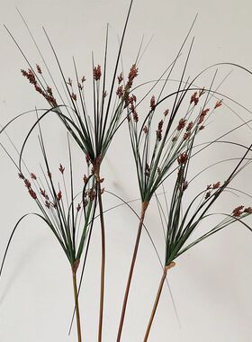 靓插花室内中国龙须草枝绿手感1