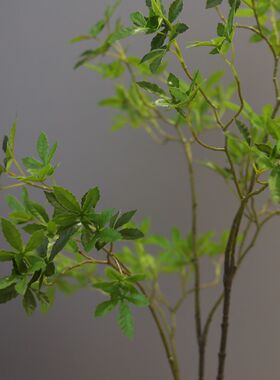 靓叶手捧中国绿植枝绿手感1