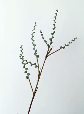 靓豆样板中国豆枝枝毛绿胶1